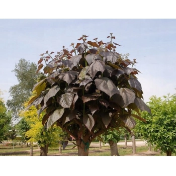 CATALPA KATALPA PURPUROWA na pniu kulista szczepiona - sadzonki 110 / 130 cm